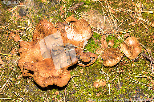Image of Mushrooms
