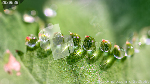 Image of Drop of water