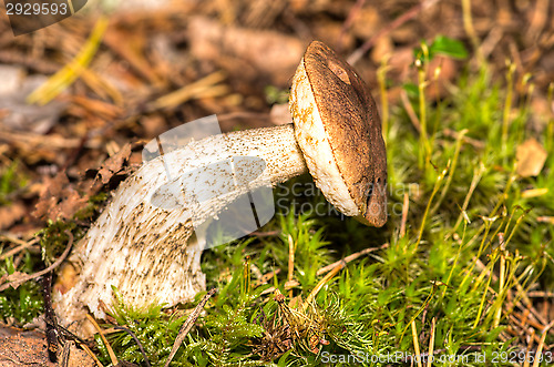 Image of Mushroom