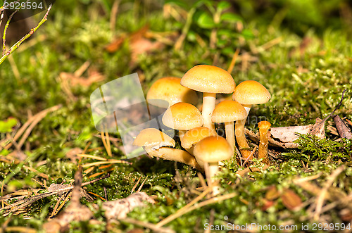 Image of Mushrooms