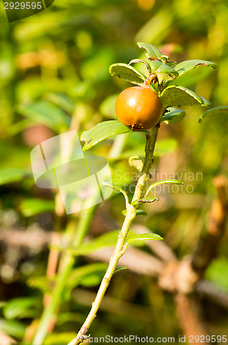 Image of Lingonberry