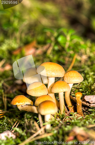 Image of Mushrooms