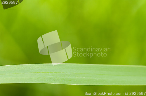 Image of Green