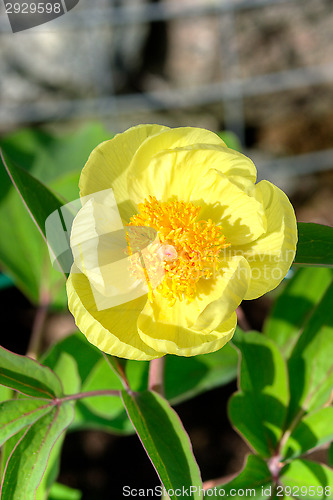 Image of Blossom