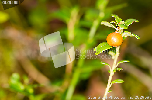 Image of Lingonberry