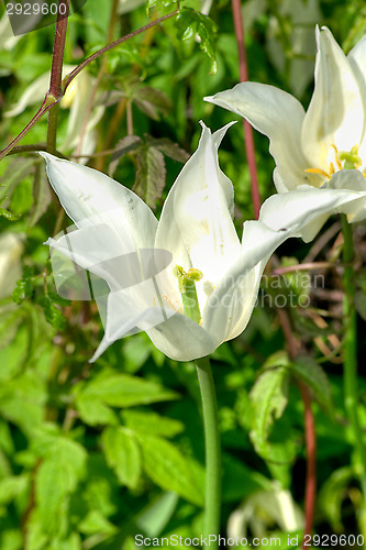 Image of Blossoms