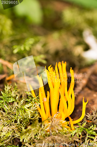 Image of Calocera viscosa