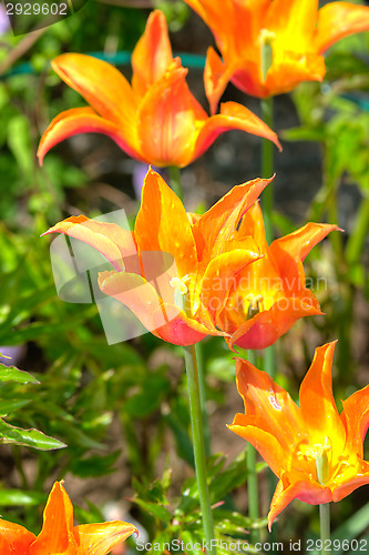 Image of Flowers