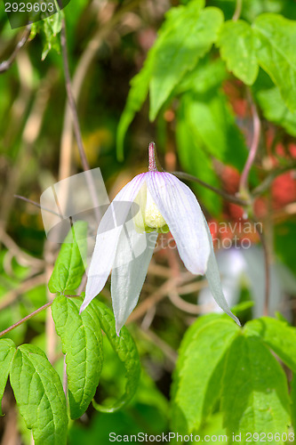 Image of Flowers