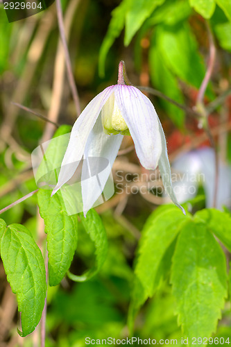Image of Flower