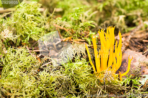 Image of Calocera viscosa