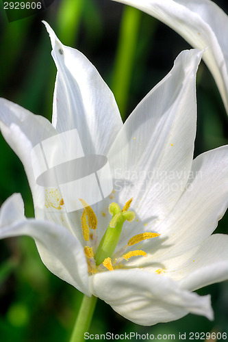 Image of White flower