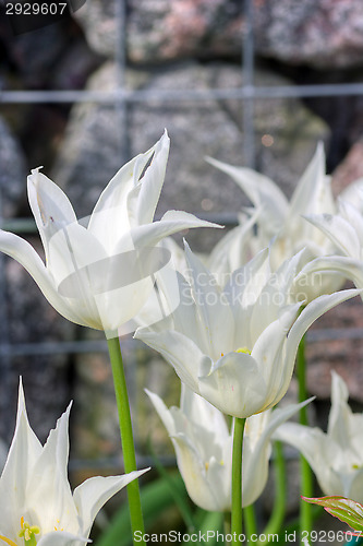 Image of Flower