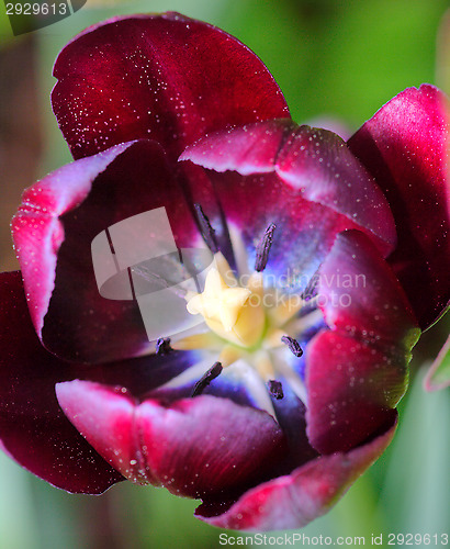 Image of Tulip