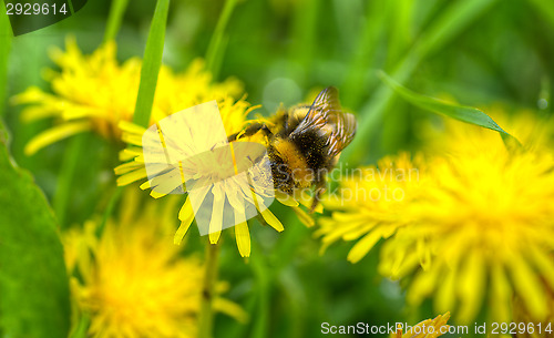 Image of Bee