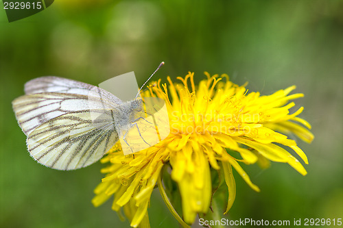 Image of Butterfly