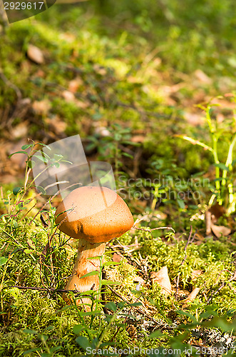 Image of Mushroom