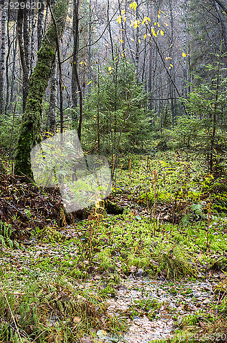 Image of Wetland