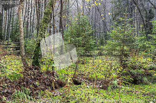 Image of Forest