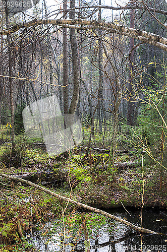 Image of Wetland