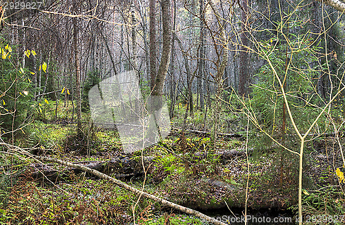 Image of Wetland