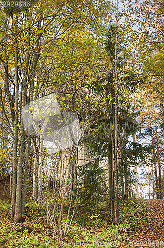 Image of Forest