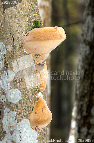 Image of Polypore