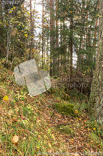 Image of Path in the forest