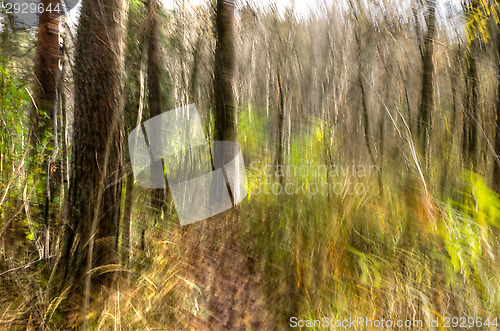 Image of Forest
