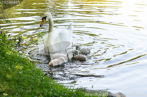 Image of Swans