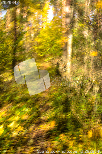 Image of Forest