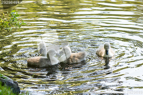 Image of Swans