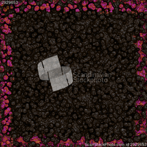 Image of Symmetrical growth of bacteria