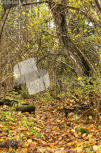 Image of Forest