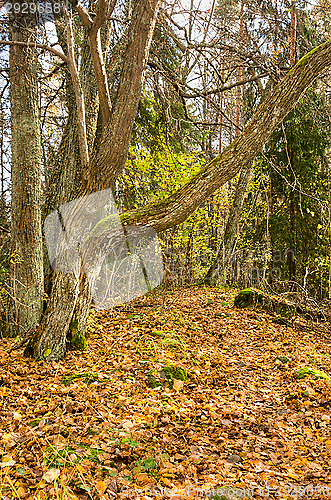 Image of Forest