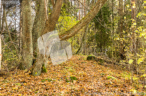 Image of Autumn colors
