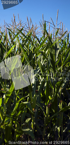 Image of Maize plants (Corn)