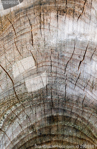 Image of  Cracked trunk