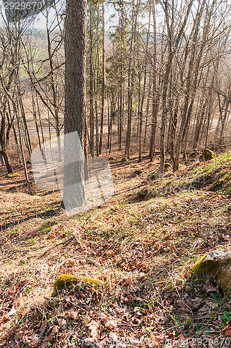 Image of Path in the forest