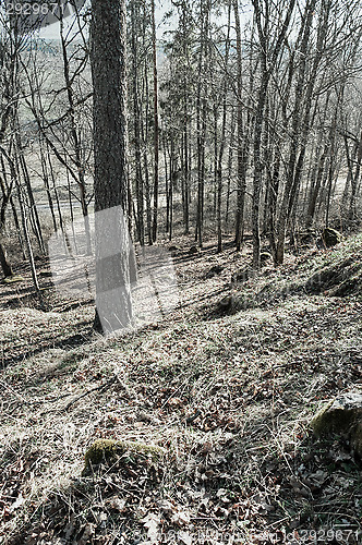 Image of Path in the forest