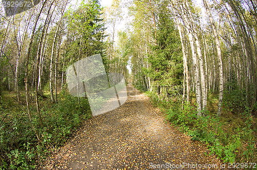 Image of Dirt road