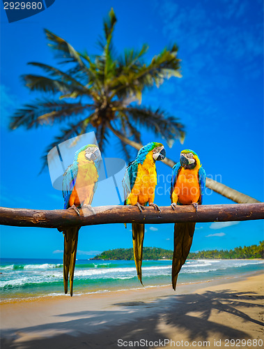 Image of Blue-and-Yellow Macaw Ara ararauna parrots