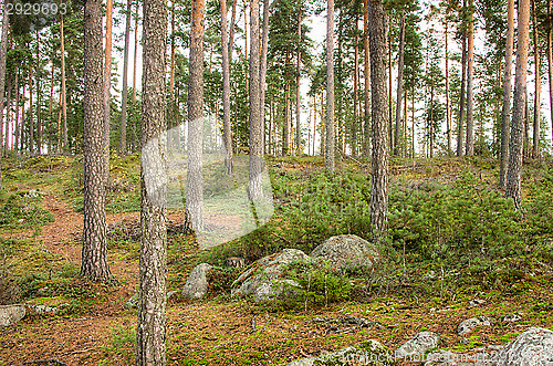 Image of Forest