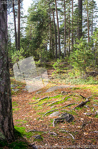 Image of Path in the forest