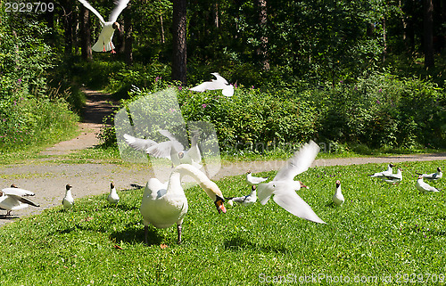 Image of Swan and gulls