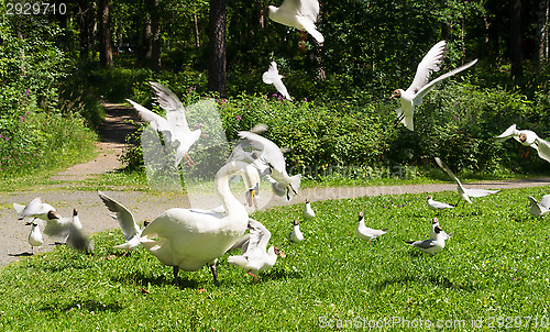 Image of Swan and gulls