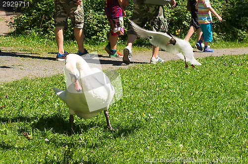 Image of Swan and gull