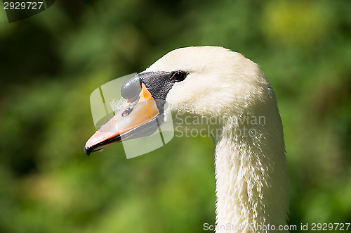 Image of Swan