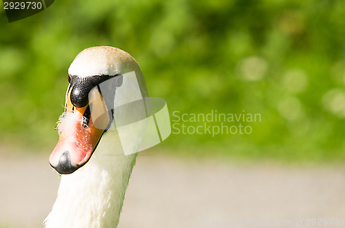 Image of Swan