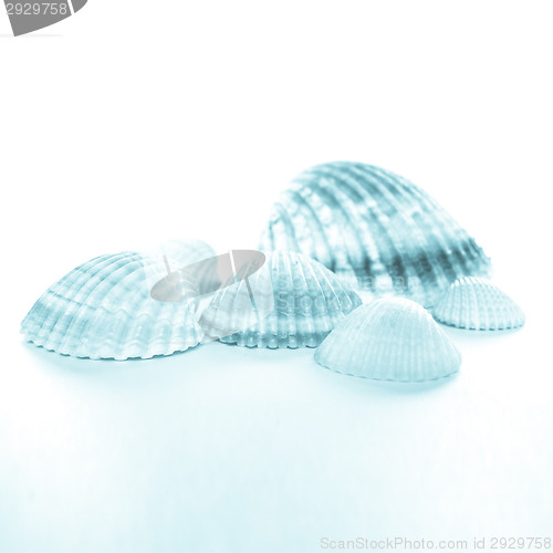 Image of Shell picture